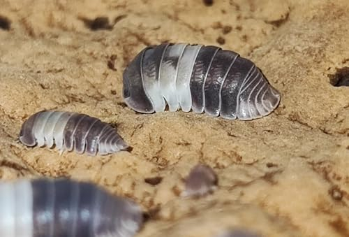USCAPE Cubaris sp. Panda King - 12 Stück - Assel - Isopoden - Raritäten für Dein Terrarium - DNZ