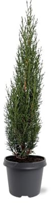 Cipresso nero Cupressus sempervirens Pyramidalis pianta sempreverde in vaso ø30 cm h. 150/175 cm Vivaio di Castelletto