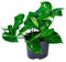 Efeutute - Epipremnum Aureum - Zimmerpflanze - Ø12cm - 20cm