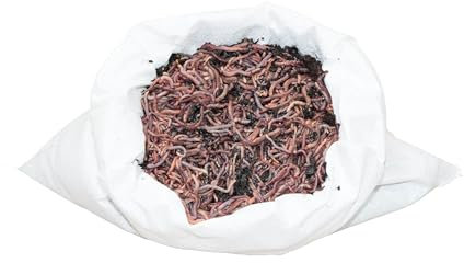 SUPERWURM 1 kg Mini-Mix (ca. 1500 St.) Riesen-Rotwürmer - Dendrobena, Angelwürmer, Futterwürmer, Regenwürmer, Würmer, Riesenrotwürmer, Angelköder, Lebendköder, Wurmfarm, Wurmzucht