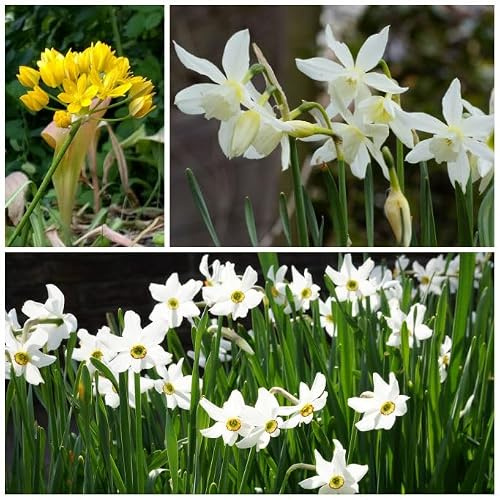 Natural Bulbs Paket Milkshakespeare BIO Zwiebelmischung 1m² aus Holland | Ein cremig-zartes Buffet, speziell für Bienen