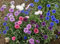 500 Fiordaliso alto Mix (Centaurea cyanus) semi colorato CombSH M33