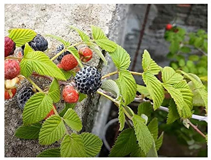 Pcs - 10x Rubus Niveus Raspberry Bush Garden Plants - Seeds B2256 & Plants Shop by Ipsa