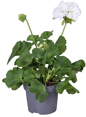 DECOALIVE |Geranio Color Blanco | Planta Natural | Geranio Flores Blancas