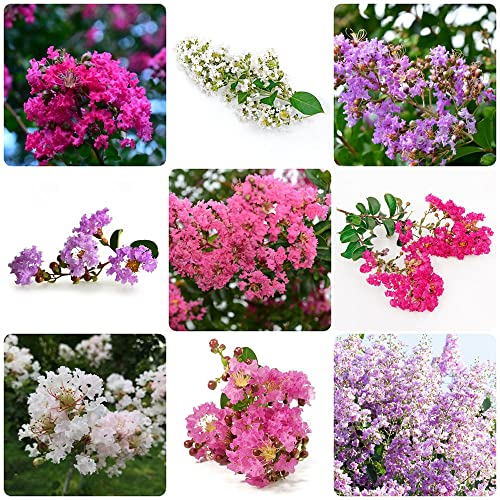 200 Stück kreppmyrte winterhart samen Lagerstroemia indica - Seltene Pflanzen serie - mix zimmerpflanzen blumenwiese flower winterharte kübelpflanzen bäume kaufen