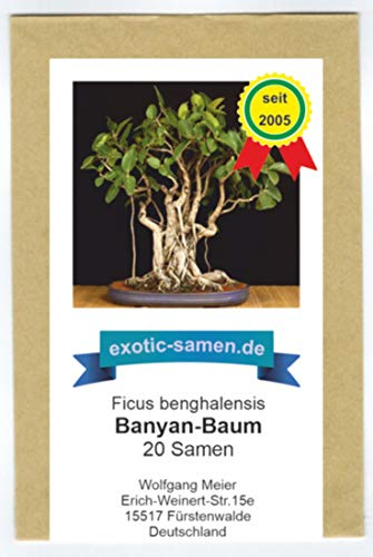 Bonsai - Ficus religiosa - Buddha-Baum - Bohdi-Baum (20 Samen)