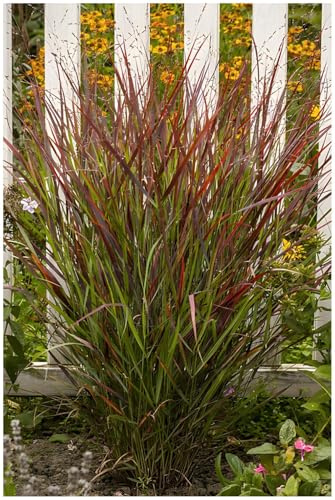 Stauden Gänge 5 x Panicum virgatum 'Cardinal' Rote Rutenhirse winterhart | Rotes Ziergras für Sonne, Blüte August bis Oktober, mehrjährig, 1 L Topf (11x11 cm)