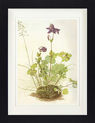 1art1 Albrecht Dürer Poster Akelei, 1520 Gerahmtes Bild Mit Edlem Passepartout | Wand-Bilder | Im Bilderrahmen 40x30 cm