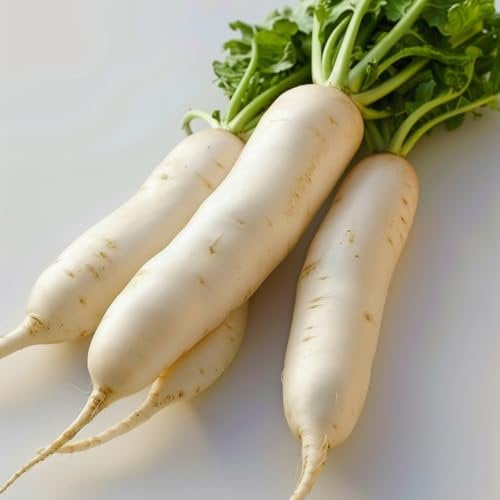 200 Japanese Radish Seeds (Daikon) - SemiSauvage Permaculture