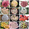 500 Piezas Semillas De Hoya - Plantas Raras, Decoración De Salón, Mezcla De Semillas De Flores, Hoya Carnosa, Semillas De Prado De Flores, Plantas De Jardín De Rocas, Plantas De Hierbas Resi