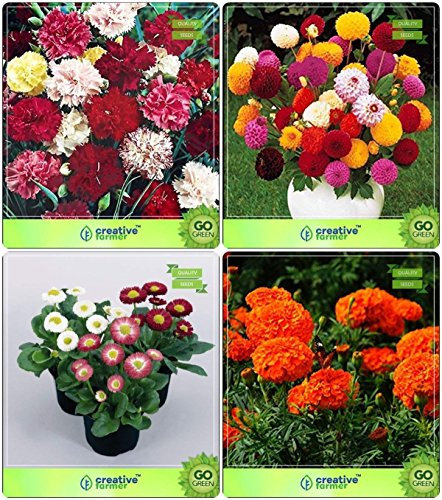 Pinkdose® Blumensamen: Pflanzensamen für Terrasse Garten Combo Dianthus Zwerg, Dahlie-Pompon, Daisy-Double, Ringelblume-Orange Garden Blumensamen Pack
