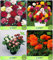 Pinkdose® Blumensamen: Pflanzensamen für Terrasse Garten Combo Dianthus Zwerg, Dahlie-Pompon, Daisy-Double, Ringelblume-Orange Garden Blumensamen Pack