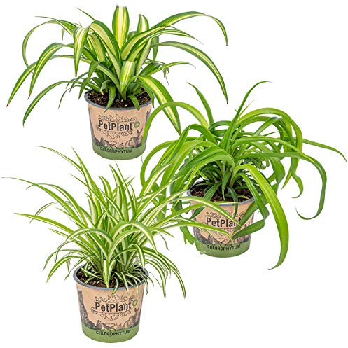 3x Graslilie Mix – Graslilie – Zimmerpflanze – Luftreinigend – ⌀12 cm – 20-25 cm