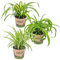 3x Graslilie Mix – Graslilie – Zimmerpflanze – Luftreinigend – ⌀12 cm – 20-25 cm