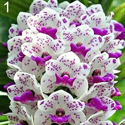 100 semi profumati di orchidea di Cymbidium Flower Home Office Garden Bonsai Plant 1# semi di orchidea per donne, uomini, bambini, principianti, giardinieri regalo