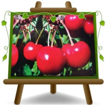 Cerise sucrée Lapins Cerisier autofertile Arbre fruitier Hauteur: 100~110 cm Âge: 2 années Pot: 20 cm
