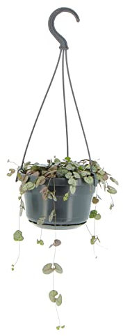 Kentis - Ceropegia Woodii - Pianta Collana di Cuori - Piante Vere da Appartamento - Pianta Succulenta Ricadente Decorativa da Interno Facile Cura - Vaso Ø 14 cm