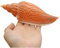 Coquillage naturel de coquille de noix de Conque， Grands coquillages naturels, énormes conques océaniques de 15 à 16 cm, coquillages géants parfaits for les fêtes de mariage, les décorations for la ma