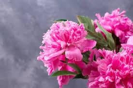 100 Stück Nelken-Blumensamen