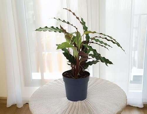 GASMIS - Calathea Wavestar - Korbmarante - Luftreinigende Pflanze - Besondere Blätter - Mix Topf 13cm