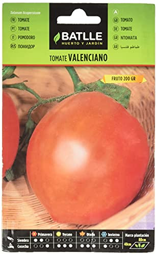 Semillas Batlle Tomatensamen Valencien, grün