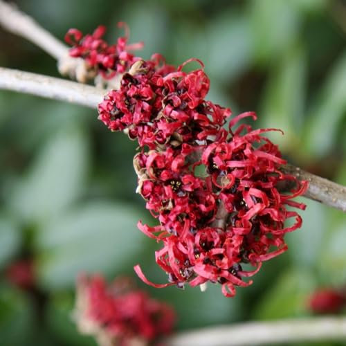 Plant Theory 30cm - 40cm Diane Witch Hazel Hamamelis x Intermedia Shrub Plant 3L Pot