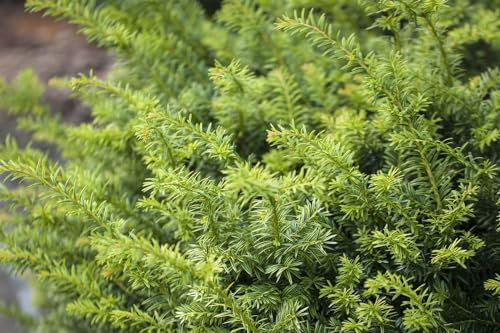Taxus baccata 'Golden Nugget' 25-30 cm – Winterhart, Immergrün, Pflegeleicht – Gelbe Eibe – Kübelpflanze für Terrasse & Garten