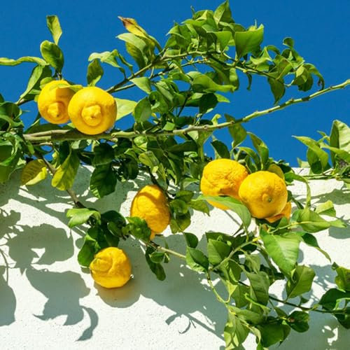 150 pz semi veri di limone, Piante grasse resistenti e resistenti in vaso,lime di agrumi, semi di varietà antiche, piante regalo alberi da frutto colonnari, pianta albero dei bonsai,