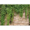 Fototapete murando 300x210 cm - Foto Tapete Schlafzimmer Wohnzimmer Moderne Vliestapete XXL Wandtapete Motivtapeten Bildtapete 3d Effekt Wand Dekoration - Steine Mauer Efeu b-A-0173-a-d