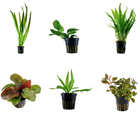 Tropica Einsteiger Set mit 6 einfachen Topf Pflanzen Aquariumpflanzenset Nr.29 Wasserpflanzen Aquarium Aquariumpflanzen