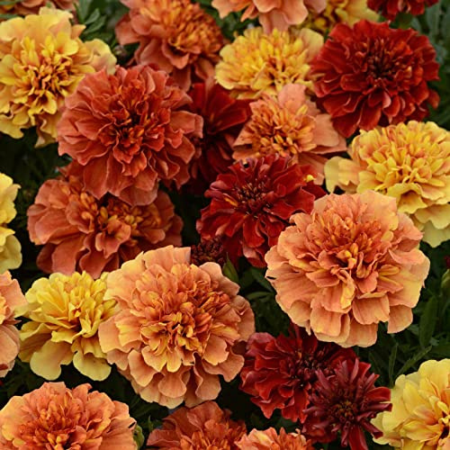 Eden Brothers Marigold Seeds - Strawberry Blonde