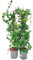 POWERS TO FLOWERS - GELSOMINO RAMPICANTE, RINCOSPERMUM, STAR OF SICILY, FIORE ROSA, Vaso 18cm, Altezza 100cm, 2 PIANTE, piante vere