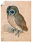 ARTland Wanddeko Poster & Kunstdrucke Wandposter 30x40 cm Tiere Vogel Eule Käuzchen 1508 Renaissance Albrecht Dürer R0UY