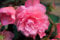 5 X Begonia Doppia Rosa - Begonia Rosa - Bulbi Di Alta Qualità (5)