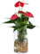 Dehner Waterplant Flamingoblume, Anthurium Red Champion, Wasserpflanze im Glas, Ø 9 cm, Höhe 25 cm, Zimmerpflanze, rot