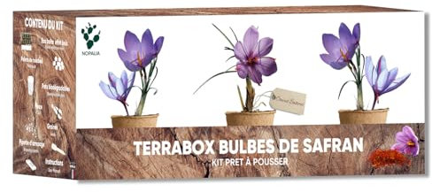 NOPALIA® Kit coltivazione zafferano – 3 bulbi di zafferano, vasi biodegradabili e accessori completi, regalo originale ed ecologico – fai da te giardino interno – Made in France