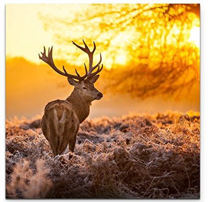 Paul Sinus Art Leinwandbilder | Bilder Leinwand 60x60cm Hirsch im Morgenlicht