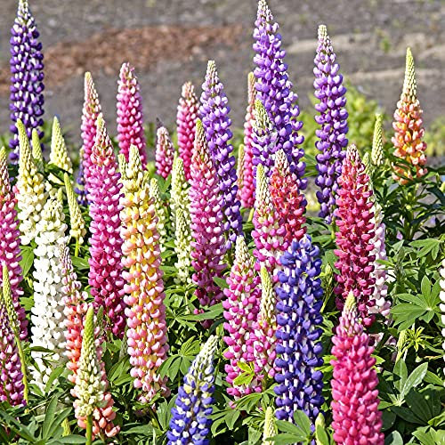Lupin Gallery Mix Garden Plant Hardy Perennial Flowering Garden Plants Easy to Grow Your Own 3X 9cm Potted Plant by Thompson and Morgan (3)