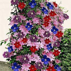 Fash Lady 5 Stücke Regenbogen Clematis Lampen Seltene Blumenzwiebeln Nicht Samen Bonsai Kletterpflanze Rhizom Zimmer Plante DIY Hausgarten 1