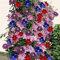 Fash Lady 5 Stücke Regenbogen Clematis Lampen Seltene Blumenzwiebeln Nicht Samen Bonsai Kletterpflanze Rhizom Zimmer Plante DIY Hausgarten 1