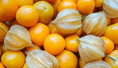 Bingenheimer Physalis Schönbrunner Gold, Bio, 1 Portionstüte 0,05 g - reicht für ca. 30 Pflanzen