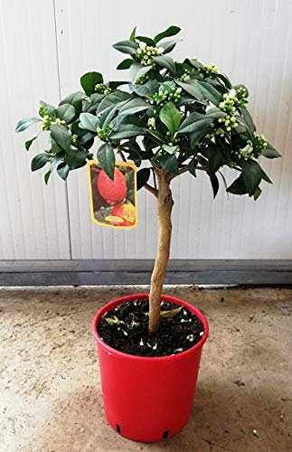 PIANTA DI LIMONE ROSSO VASO 20