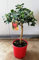 PIANTA DI LIMONE ROSSO VASO 20
