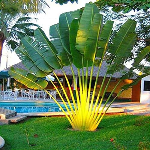 AchidistviQ 150Pcs Cycas Samen Einfach Zu Züchten Grüne Sago Palme Samen Tropische Pflanze Für Gartendekoration Im Freien Saat
