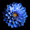 2 Piezas Azul Bulbos De Dalia Flores Naturales Fáciles De Plantar Tubérculos Reliquia Al Aire Libre Fuerte Adaptabilidad Tiene Valor Ornamental