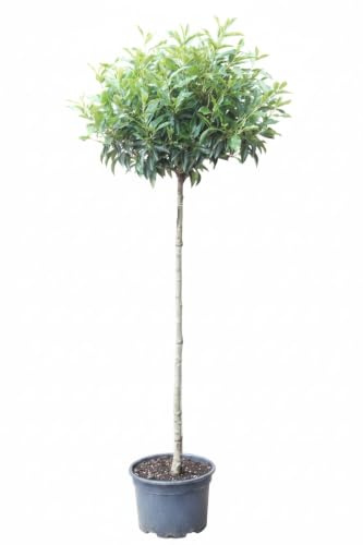 Lorbeerkirsche Hochstamm Kugel 170–180 cm – Prunus lusitanica, immergrün, winterhart, dekorativer Kugelbaum