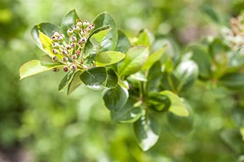 Aronia melanocarpa 100-125 cm – Winterhart, Mehrjährig, Pflegeleicht – Schwarze Apfelbeere – Heckenpflanze für Garten & Sichtschutz