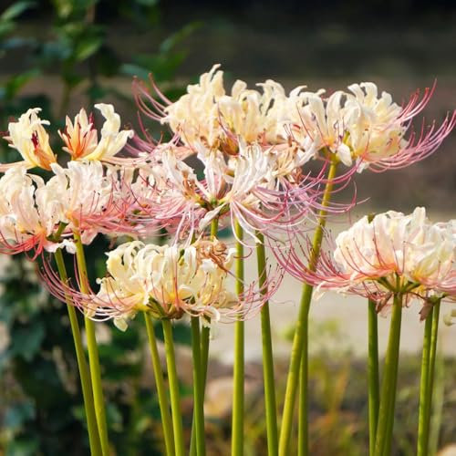 5 pz Bulbi di giglio di ragno aiuole rialzate per piante da giardino per luoghi soleggiati fiore sanguigno decorazione del davanzale della finestra regalo da giardino piantare bulbi
