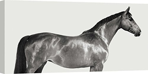 ART PRINT CAFE' Leinwandbild: Kingsman Cavalier, Vollblut, 70x35