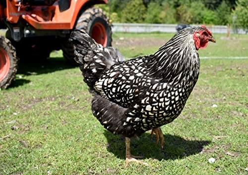 hansepuzzle 102593 - Huhn Puzzle 260 Teile - Tierwelt Motiv mit hochwertiger Aufbewahrung: Kartonbox und wiederverschließbarem Beutel - Format 41 × 28,7 cm
